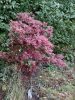 Acer palmatum "Skeeters broom" - Japán juhar