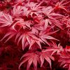 Acer palmatum "Skeeters broom" - Japán juhar