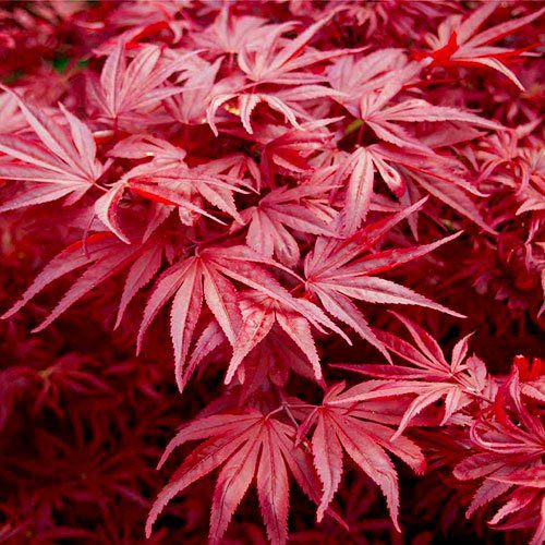 Acer palmatum "Skeeters broom" - Japán juhar