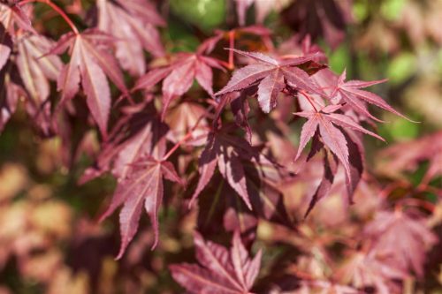 Acer palmatum "Sumi nagashi" - Japán juhar