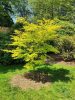 Acer palmatum "Summer gold" - Japán juhar