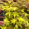 Acer palmatum "Summer gold" - Japán juhar