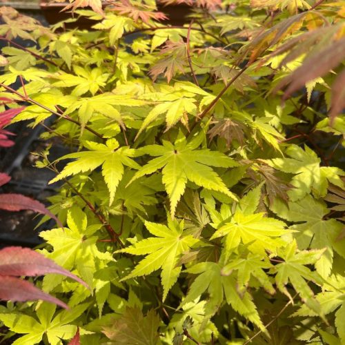 Acer palmatum "Summer gold" - Japán juhar
