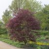 Acer palmatum "Trompenburg"  - Japán juhar