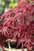 Acer palmatum "Trompenburg"  - Japán juhar