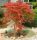 Acer palmatum 'Orangeola' - Japán juhar