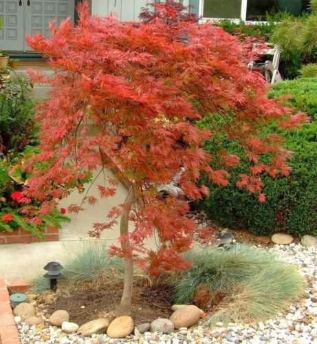 Acer palmatum 'Orangeola' - Japán juhar