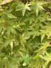 Acer palmatum 'Ryusen' - Japán juhar