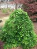 Acer palmatum 'Ryusen' - Japán juhar