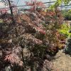 Acer palmatum 'Tamukeyama' - Japán juhar