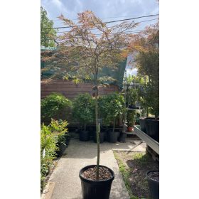 Acer palmatum 'Tamukeyama' - Japán juhar