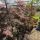 Acer palmatum 'Tamukeyama' - Japán juhar