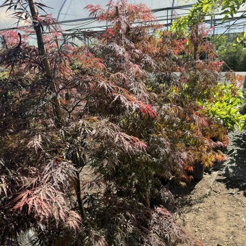 Acer palmatum 'Tamukeyama' - Japán juhar