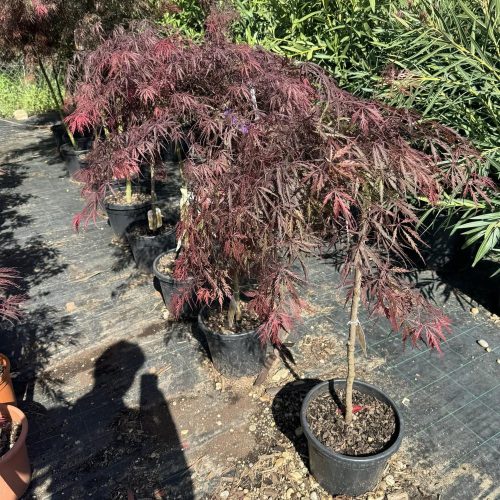 Acer palmatum 'Tamukeyama' - Japán juhar