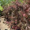 Acer palmatum 'Tamukeyama' - Japán juhar