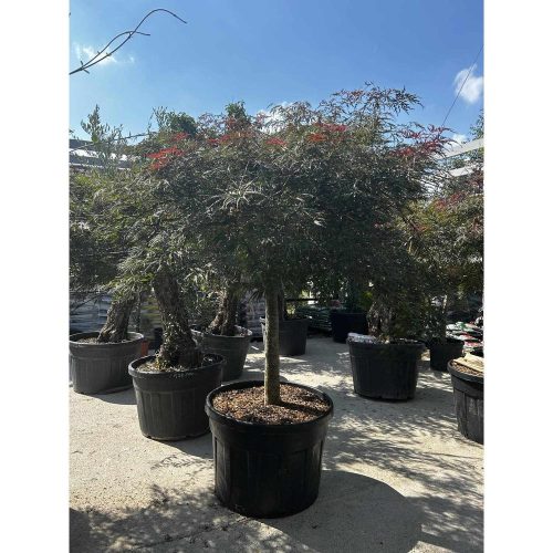 Acer Palmatum - Japán juhar