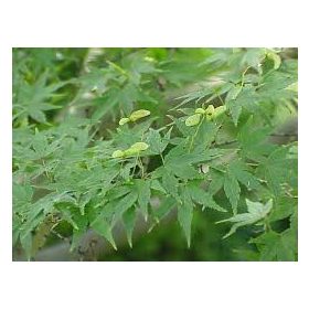 Acer palmatum - ujjas juhar kaspóban