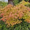 Acer palmatum 'moonrise' - japán juhar