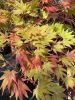 Acer palmatum 'moonrise' - japán juhar