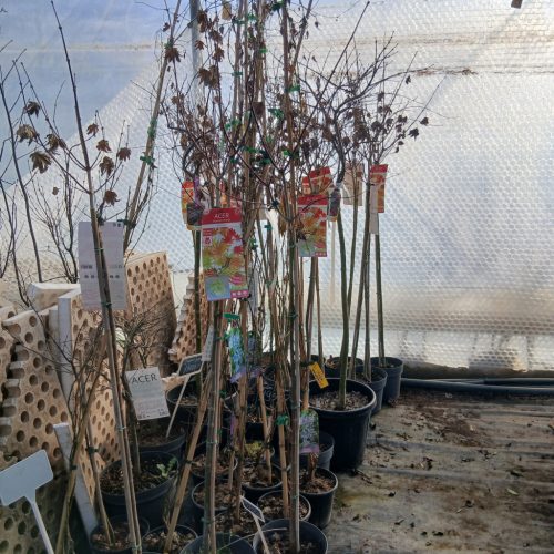 Acer palmatum 'moonrise' - japán juhar