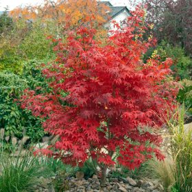 Acer Palmatum "Osakazuki" - japán juhar