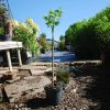 Acer shirasawanum 'Jordan' - Japán juhar (törzses)