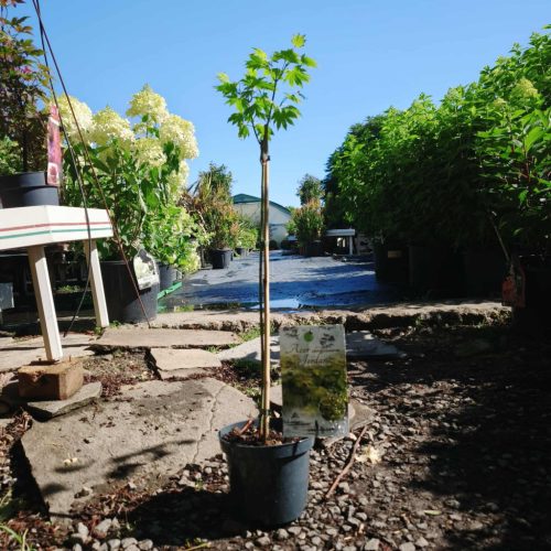 Acer shirasawanum 'Jordan' - Japán juhar (törzses)