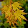 Acer shirasawanum 'Jordan' - Japán juhar (törzses)