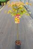Acer shirasawanum 'Moonrise' - Japán juhar (törzses)