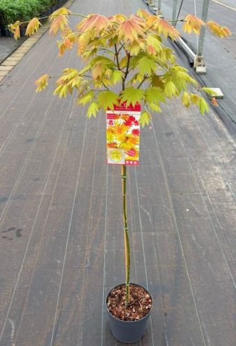 Acer shirasawanum 'Moonrise' - Japán juhar (törzses)
