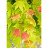 Acer shirasawanum 'Moonrise' - Japán juhar (törzses)