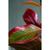 Aglaonema 'Crete Flame' - Rákvirág