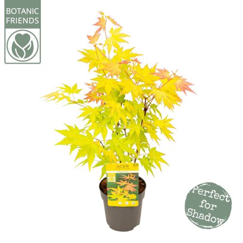 Acer palmatum 'Orange Dream' - Japán juhar 