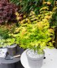 Acer palmatum 'Orange Dream' - Japán juhar 