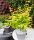 Acer palmatum 'Orange Dream' - Japán juhar (bonsai)