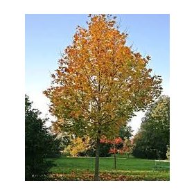 Acer platanoides - Korai juhar