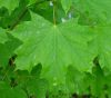 Acer platanoides - Korai juhar