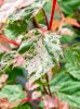 Acer conspicuum Red Flamingo - Vörös flamingó juhar