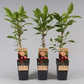   Actinidia arguta "Ken's Red" - Bíbor mini termős kivi