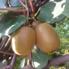 Actinidia mix - Kivi