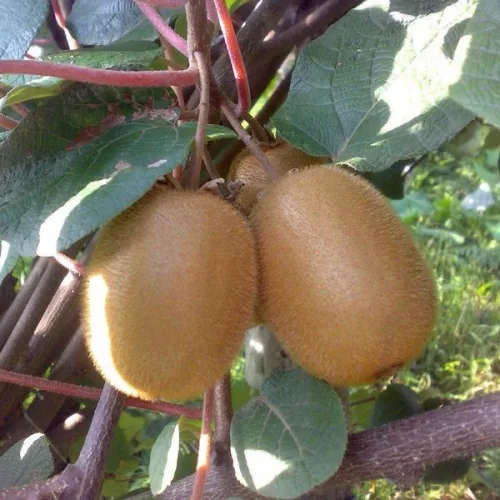 Actinidia mix - Kivi