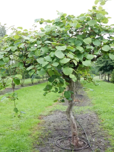 Actinidia mix - Kivi