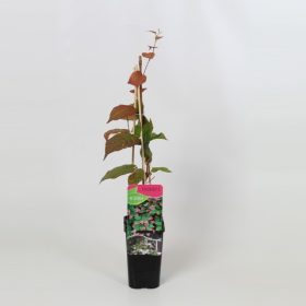 Actinidia kolomikta - kemény kivi