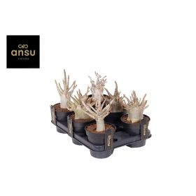 Adenium Ansu - Baobab