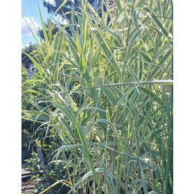 Arundo donax 'Variegata' - Tarkalevelű olasznád