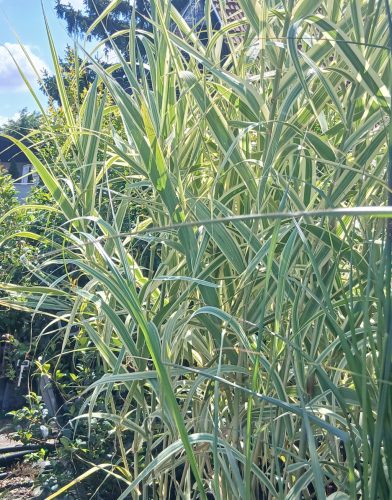 Arundo donax 'Variegata' - Tarkalevelű olasznád