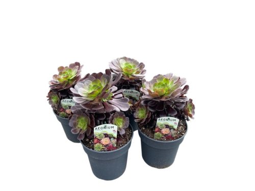 Aeonium arboreum velours -  Fatermetű kövirózsacserje
