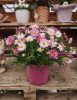 Argyranthemum Frutescens - Margaréta (lila)