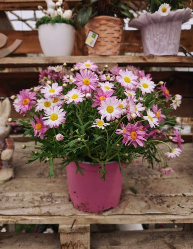 Argyranthemum Frutescens - Margaréta (lila)