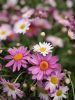 Argyranthemum Frutescens - Margaréta (lila)